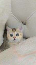 продать кошку: Выставляется на продажу чистокровная шотландская девочка в окрасе