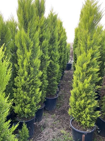 Şitillər: 🌿 Satılır – Dekorativ Həyət və Bağ Bitkiləri 🌳 Həyət və bağların — 5