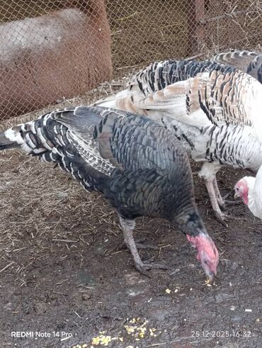 Индюки: Продаю | Индюк (самец) | Полукровка | На забой | Племенные — 1