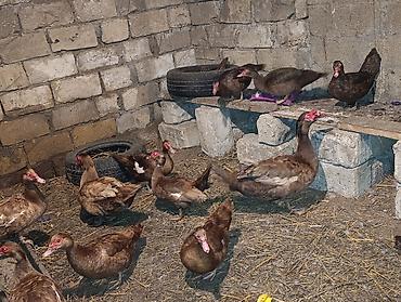 K/t heyvanları və malları: Dişi, | Lal ördək, Damazlıq, Ünvandan götürmə, Ödənişli çatdırılma — 6