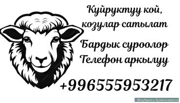 шотландская вислоухая голубая кошка: Продаю курдючных баран
Тема не моя звоните по тел.+
