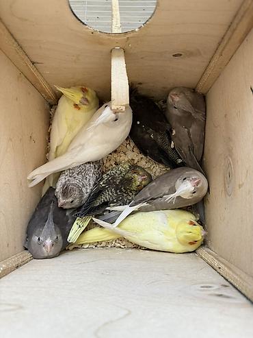kirpi ne yeyir: Nymph (Cockatiel) papağanları – müxtəlif rəng mutasiyaları Təsvir: - — 4