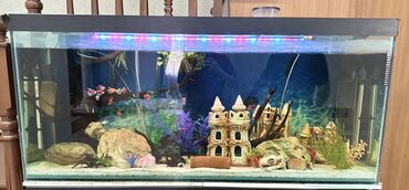 аквариум с рыбами: Аквариум 500л Состояние отличное В комплекте все включено Плюс