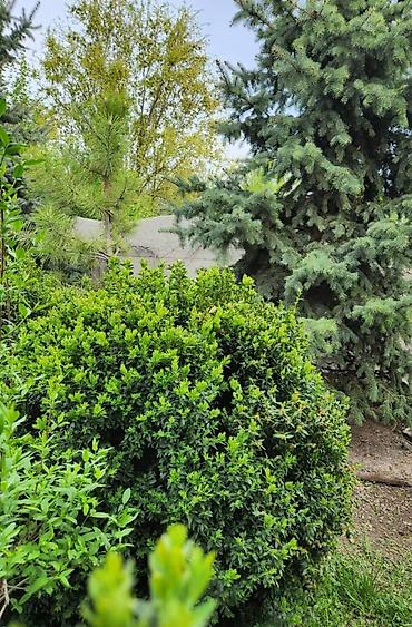 Ель: Ель голубая (Picea pungens ‘Glauca’) – крупномерные экземпляры для — 8