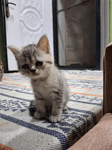 silver şinşila: Şinşilla, Dişi — 4