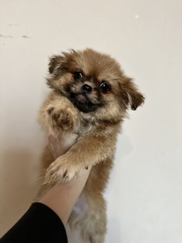 İtlər: Miniatür balaca it balaları - Cins: kiçik ölçülü dekorativ — 1