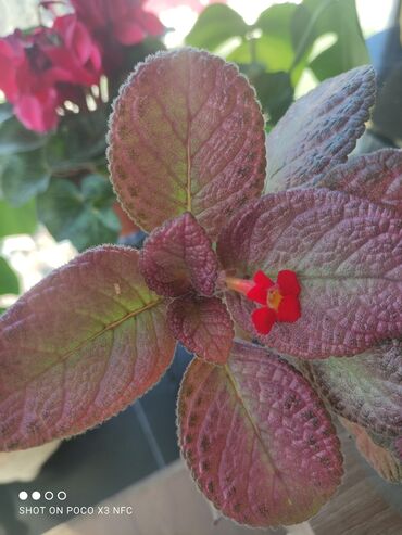 çiçəklər üçün rəflər: Episcia, üzərində çiçəkli
cəmi 6 AZN