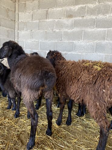 оборудование для корма: Продаю | Баран (самец) | Гиссарская, Полукровка, Долан | На забой, Для разведения, Для шерсти | Племенные, Котные, Кастрированные