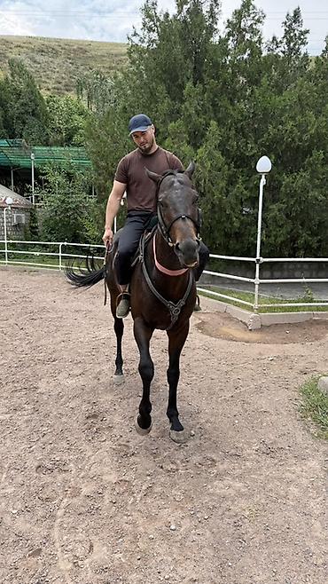 Продаю чистокровного жребца 4 года, привезен из Дагестана! Есть