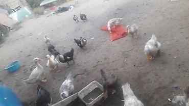 qara avstraloq: Dişi, Yumurtalıq, Ünvandan götürmə — 2