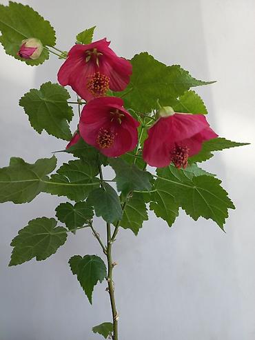 Бегонии: Бегонии и абутилон — укоренённые саженцы в стаканчиках/горшочках. 1) — 7