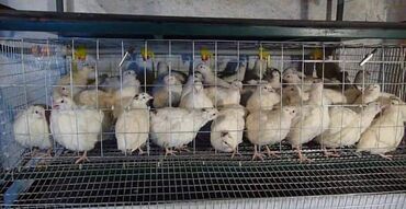 Bildirçin: Satışda Ətlik damazlıq 180 . 200 qram və bala Texas sortu — 8