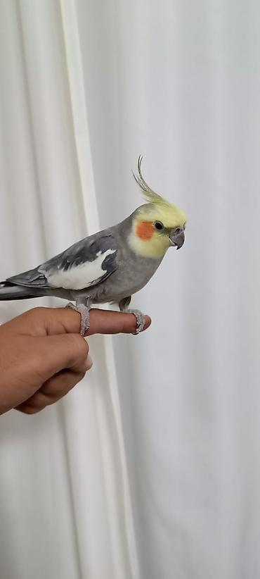 qarğa satışı: Salam Korellalar satilir.Quslar bulbul yemi elave olaraq — 7