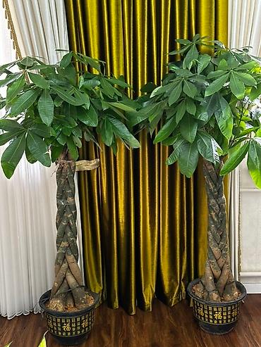 цветы комнатные оптом: 🌿 Продаются декоративные комнатные растения! Два необычных растения с — 1