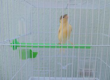5 ayliq bulbul erkek kekilli qefesi ve qefesdeki butun avadanliqla lalafo.az -da — 1 5 ayliq bulbul erkek kekilli qefesi ve qefesdeki butun avadanliqla — 1