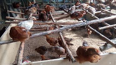 Куры, петухи: Продаю | Куры | Бройлерная | На забой — 10