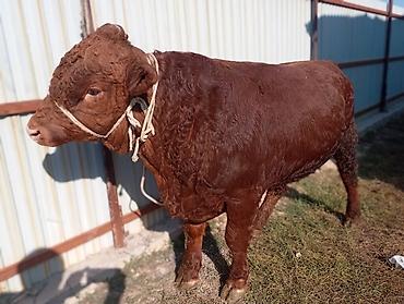 Коровы, быки: Продаю | Бык (самец) | Ангус | На откорм, На забой — 4