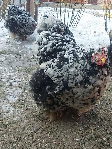 Куры, петухи: Продаю | Куры | Брама | Для разведения at lalafo.kg — 4 Куры, петухи: Продаю | Куры | Брама | Для разведения — 4