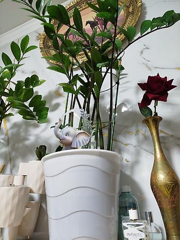 Денежное дерево: Замиокулькас (Zamioculcas zamiifolia) в декоративных горшках,2 горшка — 7