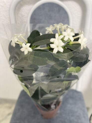 уличные горшки для цветов купить: Комнатное растение – стефанотис (мадгаскарский жасмин) в горшке. -