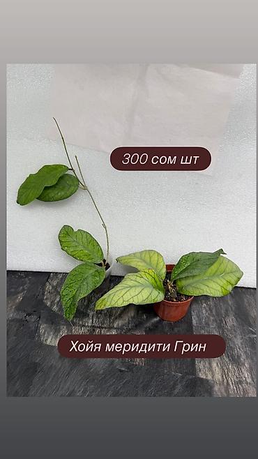 Хойи: Хойя Сильвер доллар от 200 сом Хойя доллар сплеш клон 2 -взрослое — 37