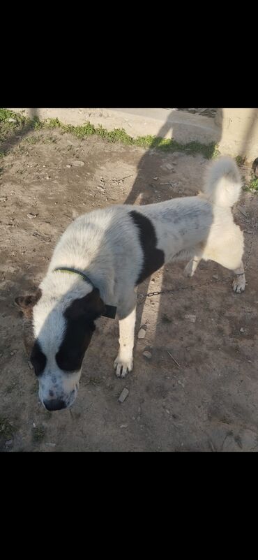 куплю собаку алабай: Продаётся алабай 7 месяц адрес находится город Талас атырбаев