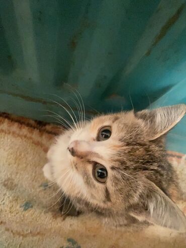 возьму кошку в добрые руки: Кому нужен котёнок одам могу перевести сама очень хороший тянется к