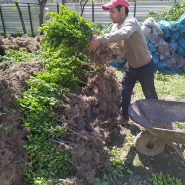 bagban teleb olunur 2018: Bagban isi agcalarin bicilmesi budanmasi dizayn isleri