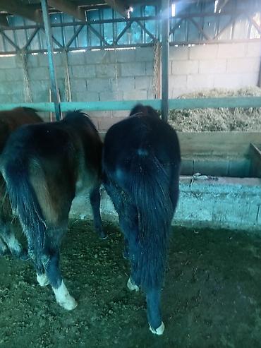 Лошади, кони: Продаю | Жеребенок | Для разведения — 3