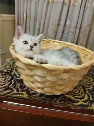 объявления о пропаже животных: Британская короткошёрстная, 2 месяца, Мальчик, Серебристая шиншилла, Метис, Приучена к лотку, Проглистована