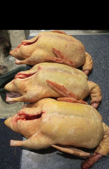 Мясо, рыба, птица: Продается мясо молодой индоутки вес от 1,5кг до 3,5 кг