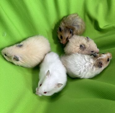 Хомяки: Продаются хомячки джунгарские, сирийские, ангорские пушистые хомячки — 7