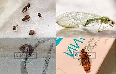 Дезинфекция, дезинсекция: ОсОО "ДЕЗМАСТЕР" . Производим качественную обработку против тараканов — 7