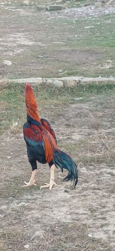 Xoruzlar: Xoruz, Heyratı, il: <1, Ödənişli çatdırılma — 18