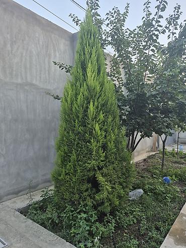 ağac gülləri: Hundurluyu,texmini,3 metrdi sixdi 250 man asagiya razilasariq — 2
