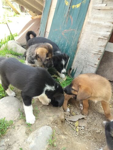 Собаки: Щенята ищут добрых и ответственных хозяев Щенятам 1,5 месяца мальчики
