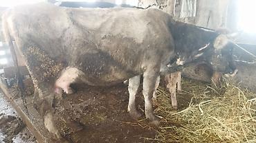 Коровы, быки: Продаю | Корова (самка) | Полукровка | После отела — 9