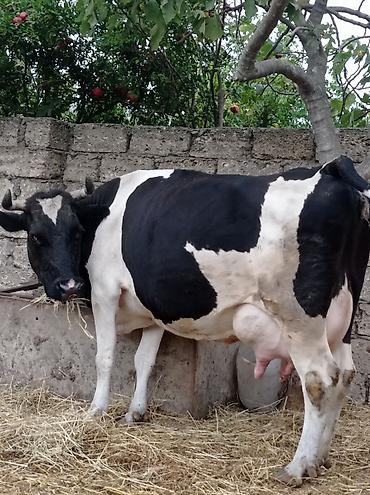 sudluk inəklərin satışı: Təzə doğub 3 qarına balası super heyvandı öz qapı malimdı sudu 20 — 9