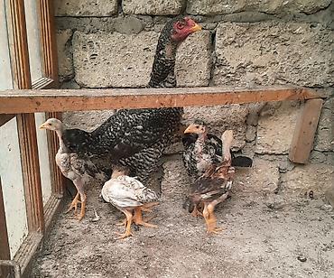 pleymutlar: Heyratı ailəsi satılır. 1 ana 5 bala, ana 1yaş 5 aylıq, balalar 2 — 6