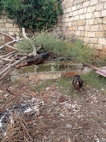 pudel satilir 2020: Lal ördekler razilasma yolu ile — 8
