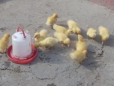 cepis sekilleri: Satılır: ördək balaları Təsvir: - Şəkillərdəki sarı tüklü, çəhrayı — 3