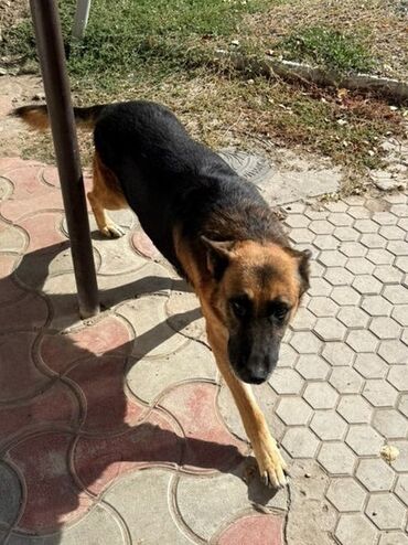 сколько стоит собака породы доберман: Немецкая овчарка, живет в вольере на улице, воспитанный пес