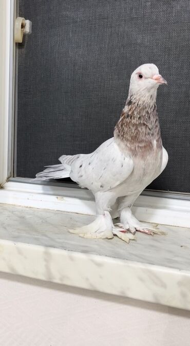 geref quşu: Paçalı ebreş erkek satılır