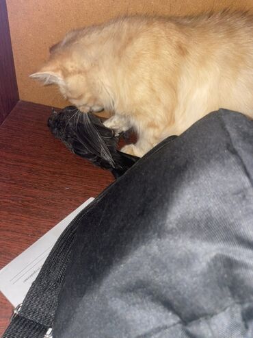 дом для кош: Экстренно срочно отдаю взрослых кошек в хорошие, в добрые руки, в