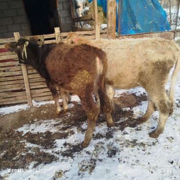 Коровы, быки: Продаю | Тёлка | На откорм | Привязанные — 8