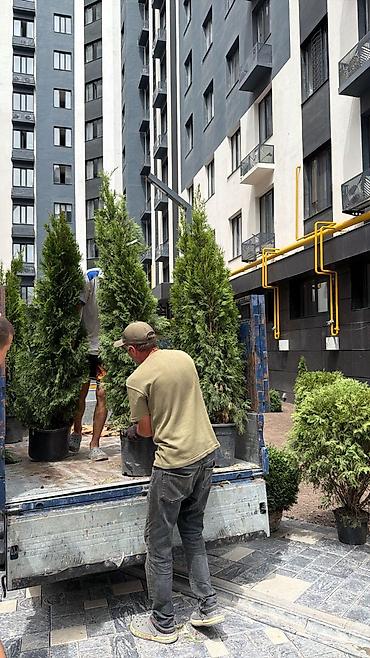 дерево туя: Туя западная (садовые хвойные в контейнерах) Описание: - Плотные — 3