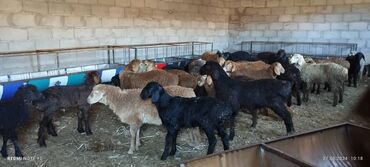 Бараны, овцы: Продаю | Ягненок | Эдильбаевская, Арашан