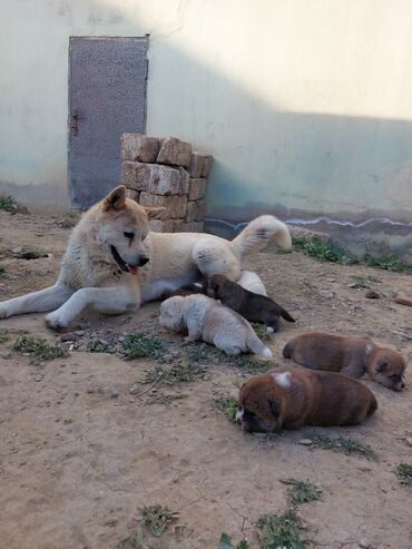 İtlər: Akita-inu, 1 ay, Erkek, Peyvəndli, Ünvandan götürmə