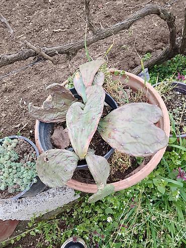 Ostale kućne biljke: Sukulenti u saksijama – više vrsta - Sedum (različite sorte) — 3