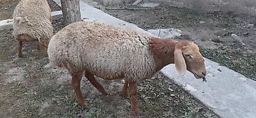 бенгальские кошки цена бишкек: Продаю | Ягненок | Эдильбаевская | Для разведения — 4